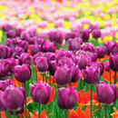 Volčji potok Arboretum i Ljubljana iz Istre (1 dan)