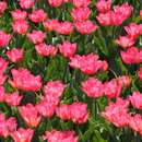 Volčji potok Arboretum i Ljubljana iz Istre (1 dan)