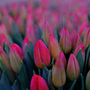 Pordenone, sajam cvijeća 2026. i shopping u Palmanovi iz Zagreba i Rijeke (1 dan)